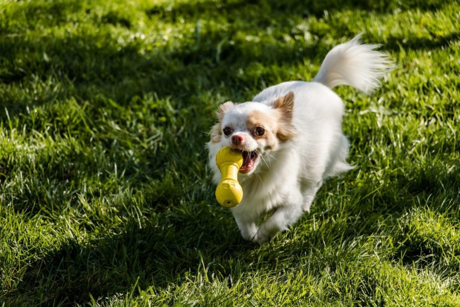 The Importance of Interactive Pet Toys