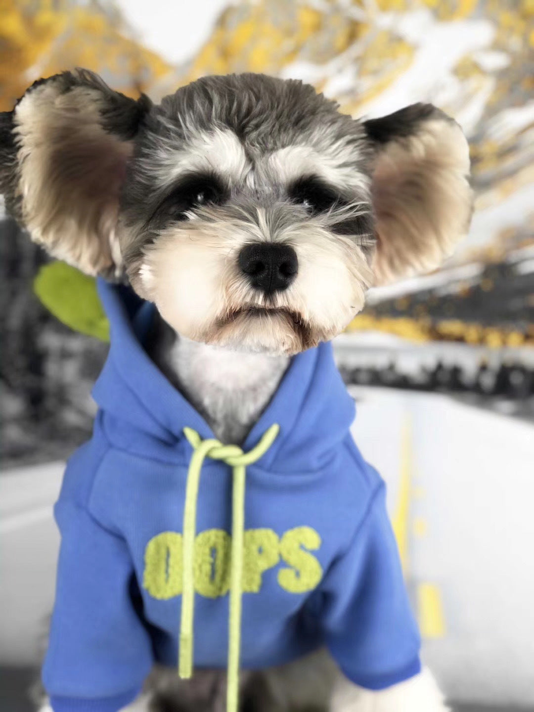 Autumn Winter Cotton Pet Sweater for Small Breeds