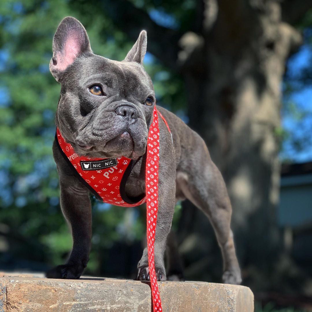 Breathable Mesh Pet Leash With Chest Harness