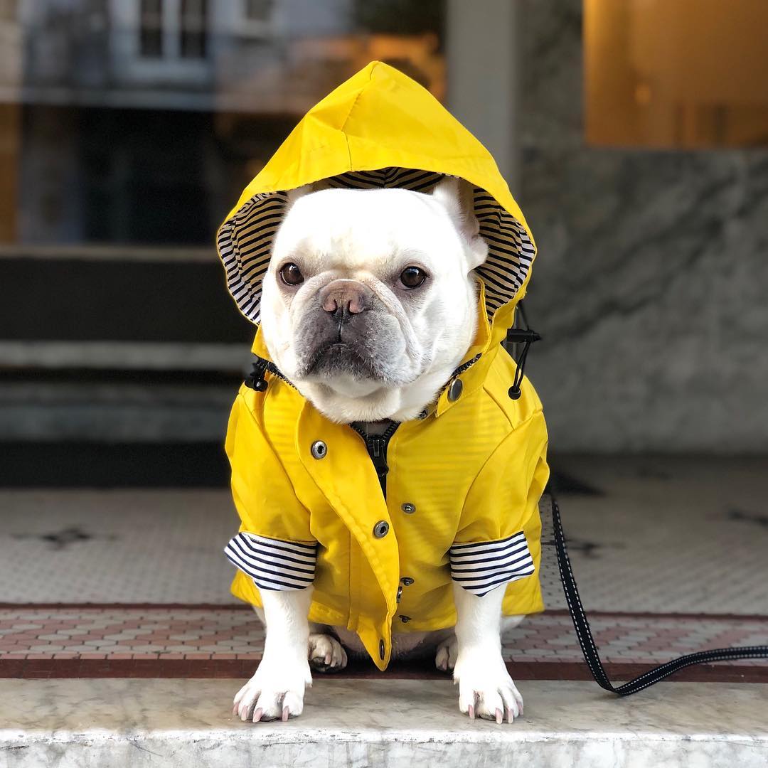 Waterproof Raincoat Jacket for Pets