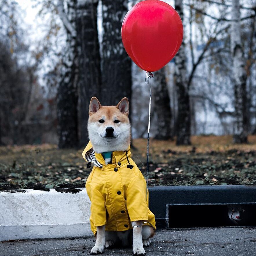 Waterproof Raincoat Jacket for Pets