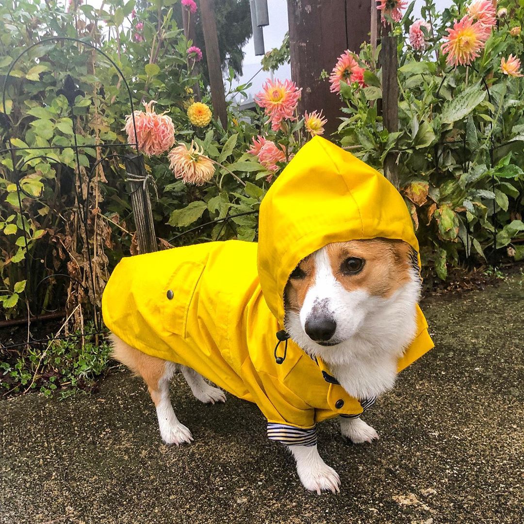 Waterproof Raincoat Jacket for Pets
