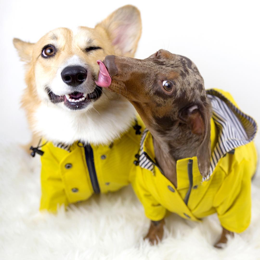 Waterproof Raincoat Jacket for Pets