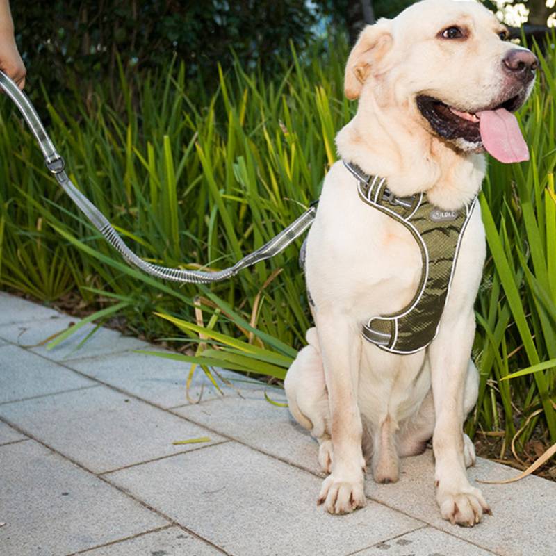 Fluorescent Elastic Retractable Pet Leash Anti-Burst Durable