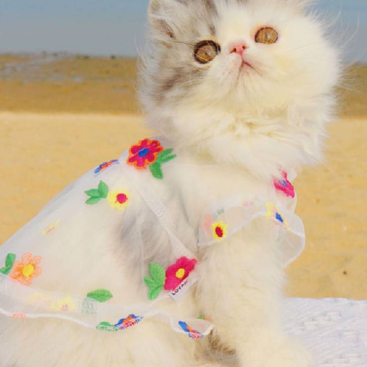 Mesh Flower Embroidered Dress Pet Outfit