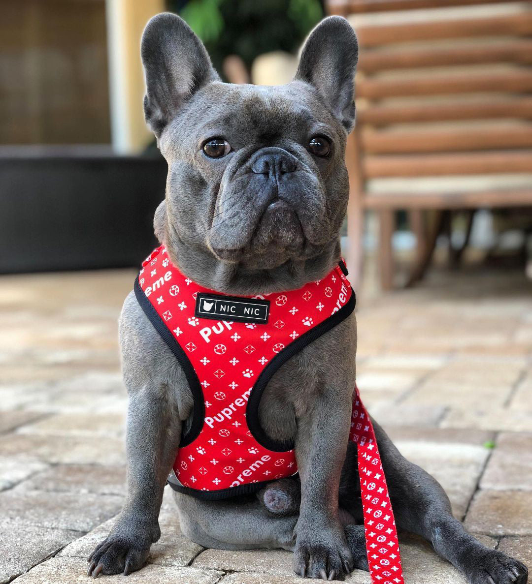 Breathable Mesh Pet Leash With Chest Harness