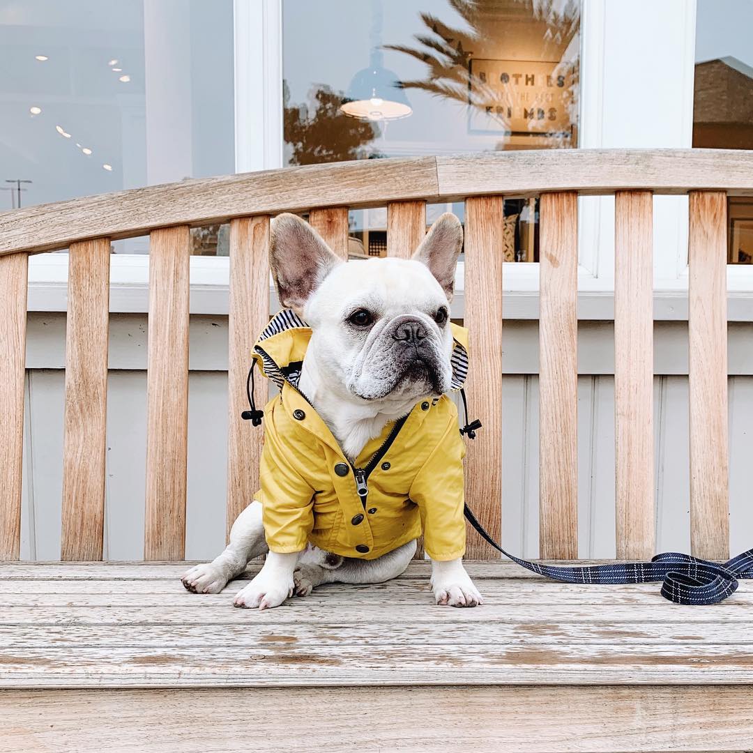 Waterproof Raincoat Jacket for Pets