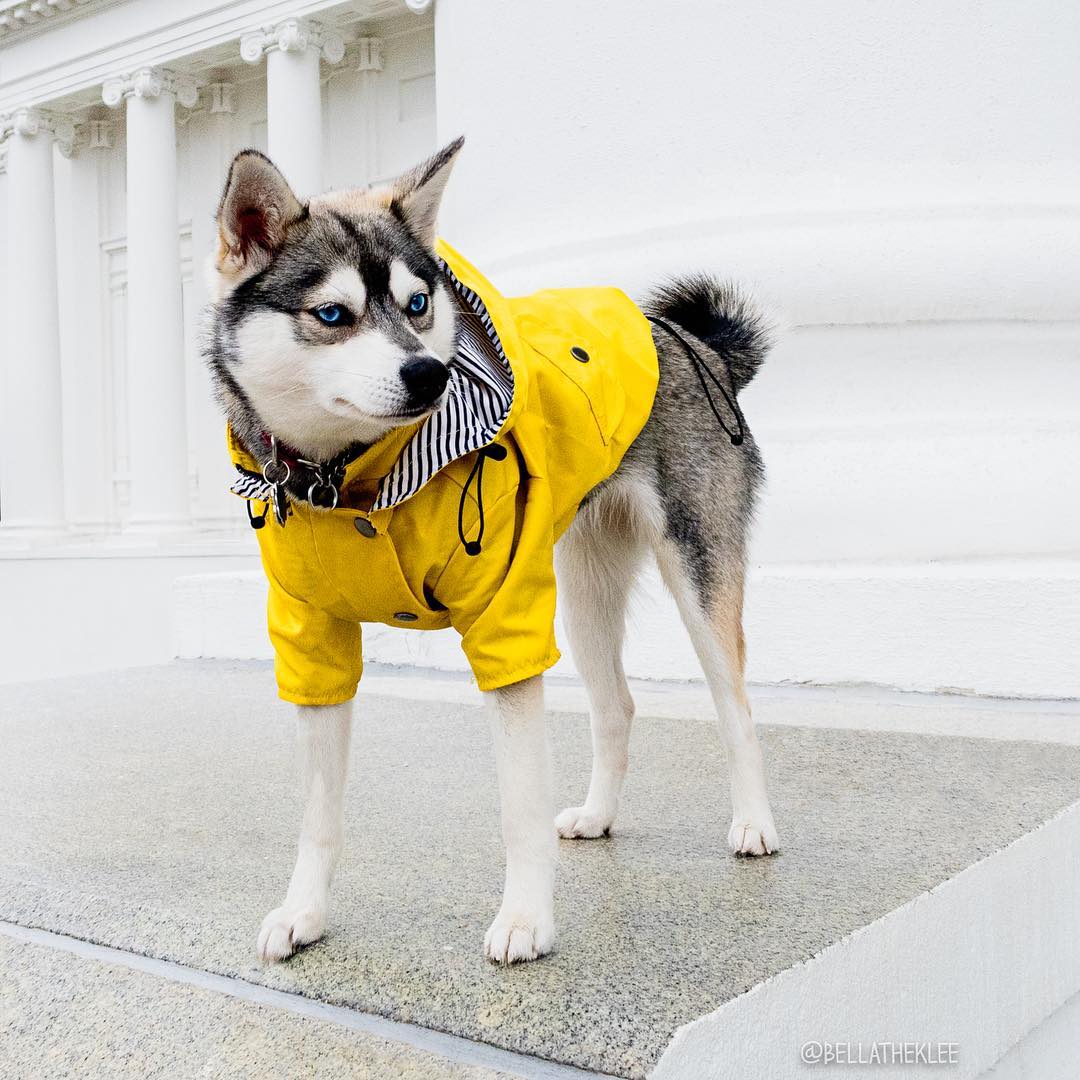 Waterproof Raincoat Jacket for Pets