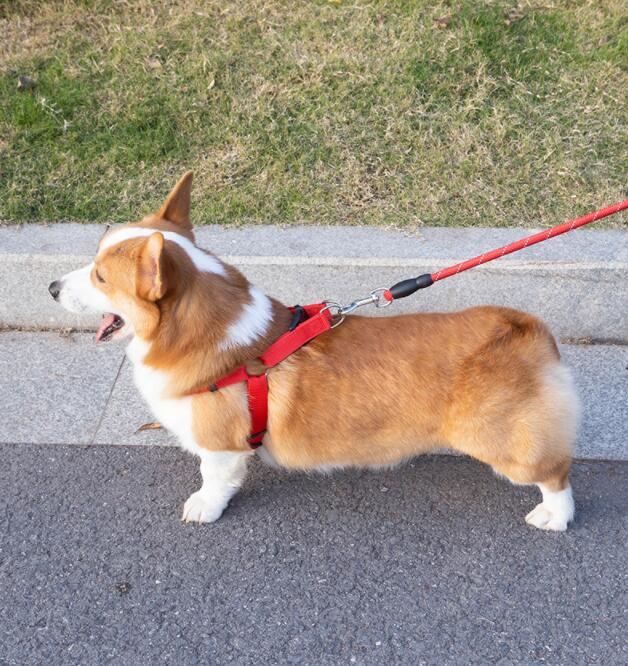 EVA Reflective Pet Leash And Collar Set