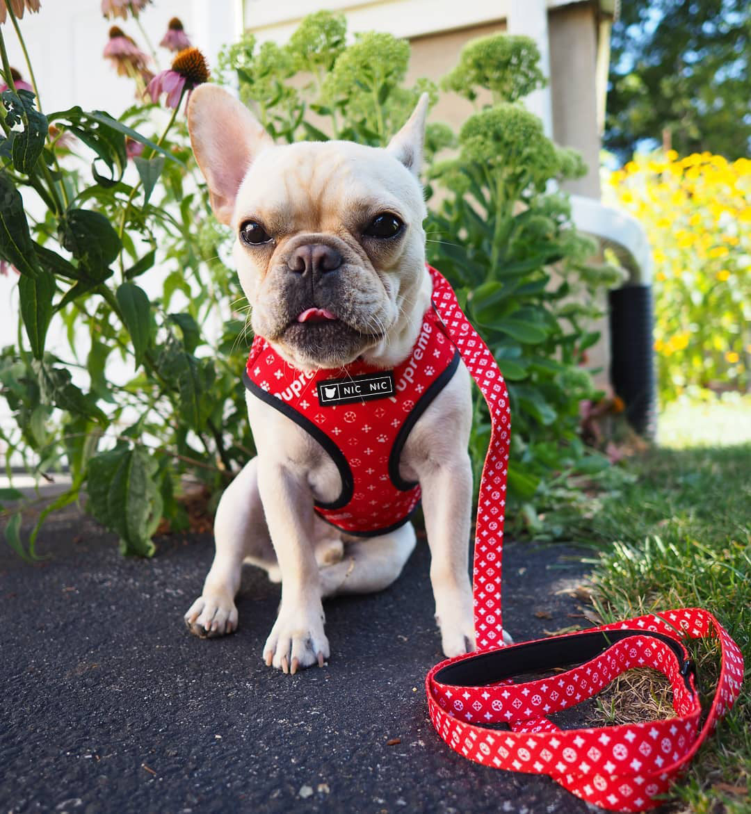 Breathable Mesh Pet Leash With Chest Harness