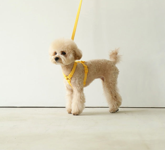 Macaron Style Pet Leash Wind-Resistant