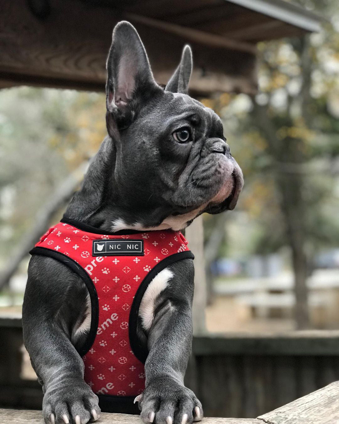 Breathable Mesh Pet Leash With Chest Harness