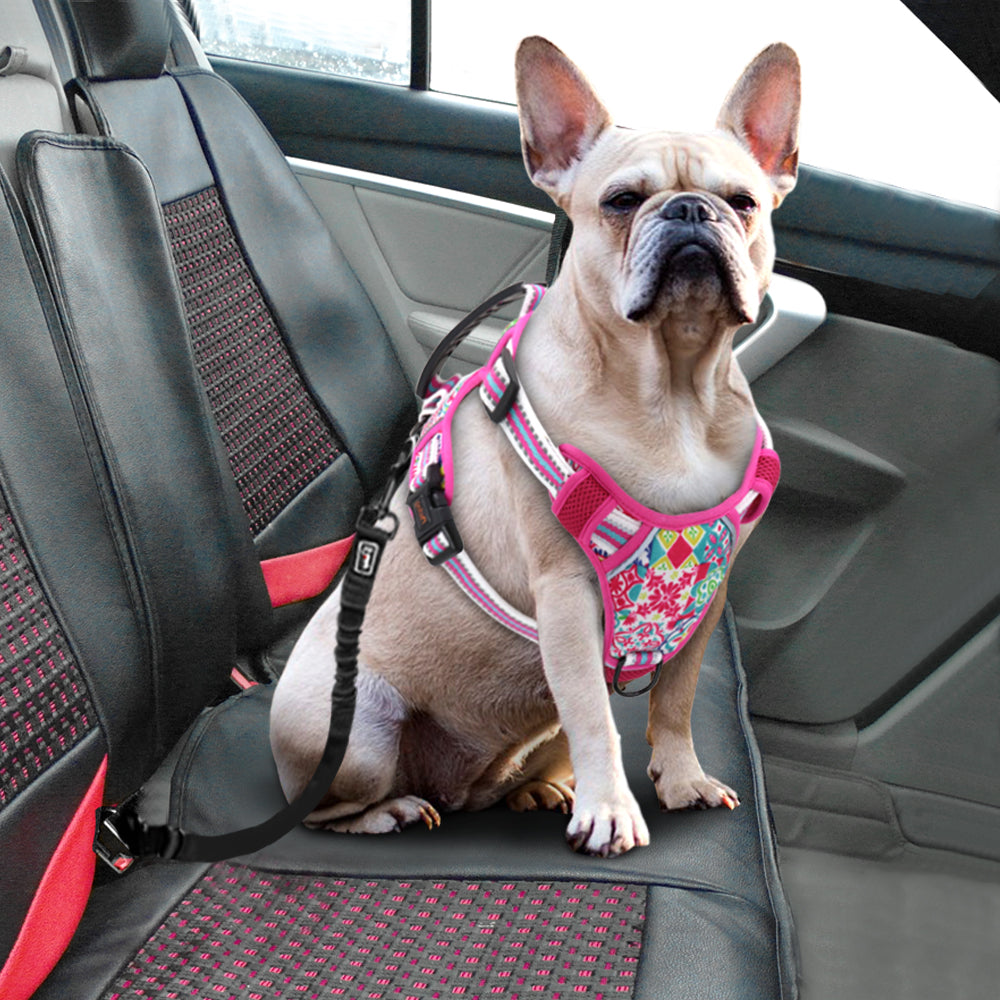 Adjustable Pet Leash With Chest Harness For All Sizes